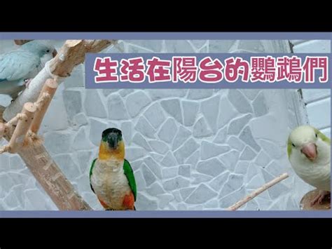 陽台養鳥